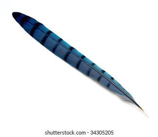 Blue Jay Tail Feather Isolated On White.