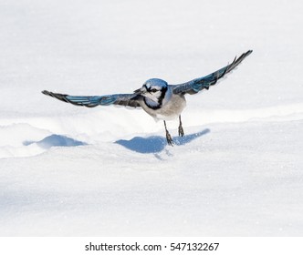 Blue Jay Taking Off In Winter