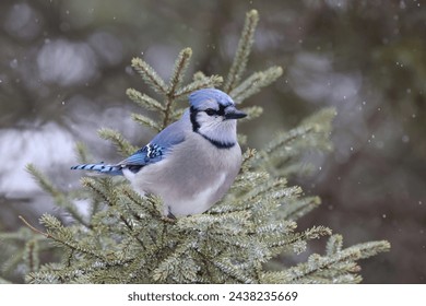Blue jay in a tree