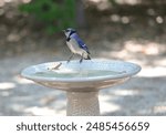 Blue Jay visiting the country birdbath