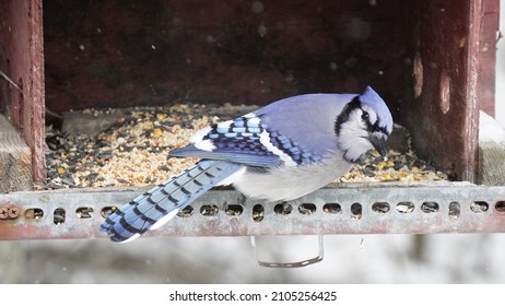 Blue Jay Visiting The Feeder!