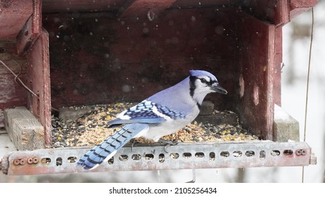 Blue Jay Visiting The Feeder!