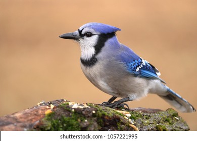 A Blue Jay visits the feeding station in my yard on a cold winter day.