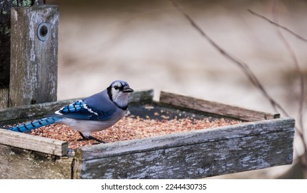 Blue jay in the wiled on a bird feeder.