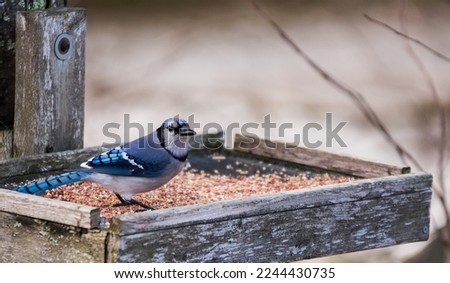 Blue jay in the wiled on a bird feeder. ストックフォト © 