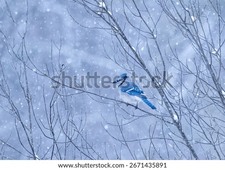 A Blue Jay in the Winter