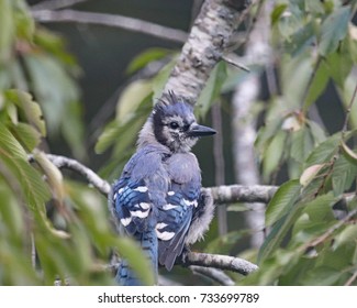 Blue Jays Love Acorns And Are Credited With Helping Spread Oak Trees After The Last Glacial Period