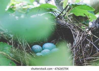 A Blue Jay's Nest With Blue Eggs