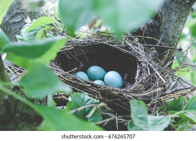 A Blue Jay's Nest With Blue Eggs