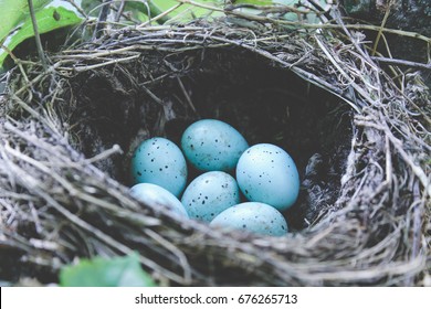 Blue Jays Nest Blue Eggs Stock Photo Edit Now