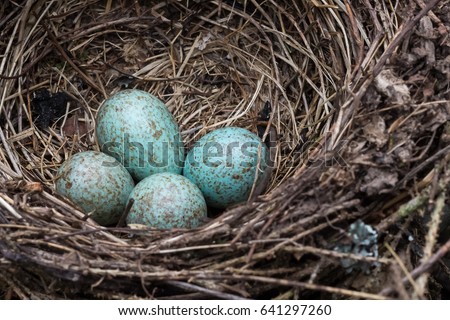 A blue jay's nest with blue eggs.