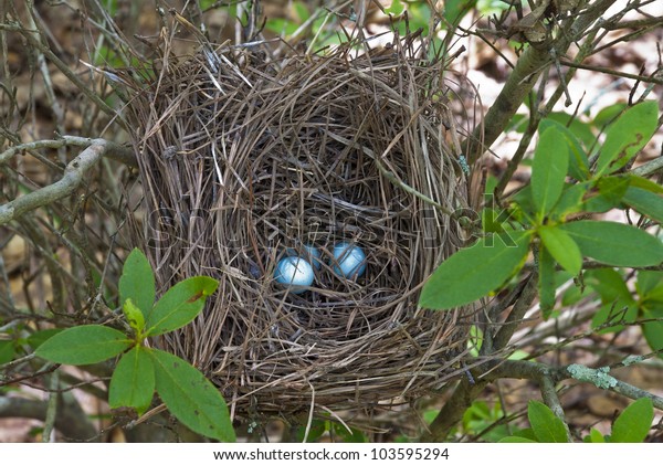 Blue Jays Nest Blue Eggs Stock Photo Edit Now