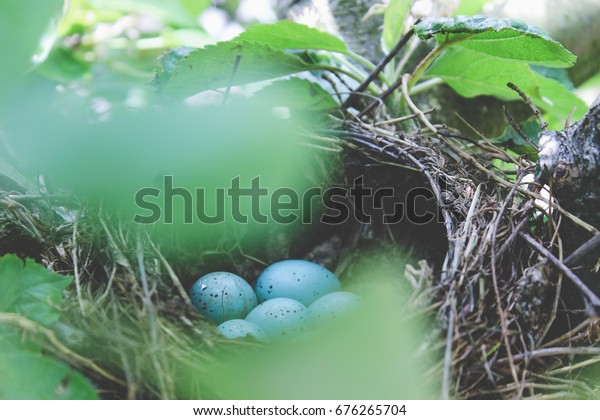 Blue Jays Nest Blue Eggs Stock Photo Edit Now