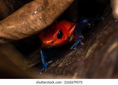 Blue Jeans Costa Rica Frog Oophaga Stock Photo 2162679573 | Shutterstock