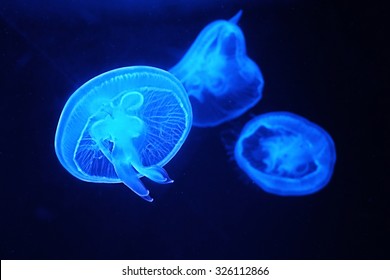 Blue Jelly Fish In Dark Sea