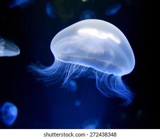 Blue Jellyfish In Aquarium