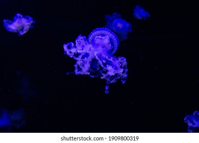 Blue Jellyfish Images Stock Photos Vectors Shutterstock