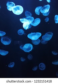 Blue Jellyfish Swarm 