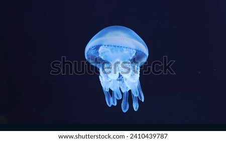 blue jellyfish swimming through dark deep sea waters