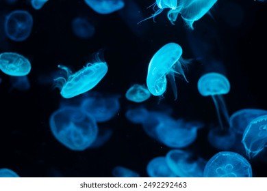 blue jellyfish There was a little glow ofblue, swimming, beautiful to the dark sea - Powered by Shutterstock