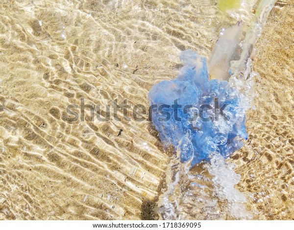 Blue jellyfish in water in shallow water.\
Aurelia aurita on sandy beach, soft\
focus