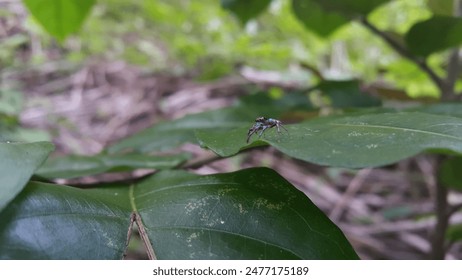 Araña saltadora azul 