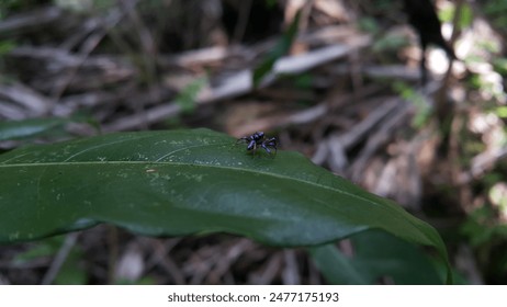 Araña saltadora azul 