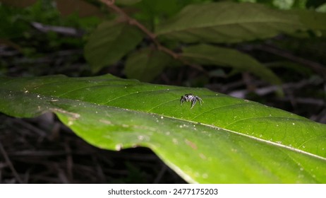 Araña saltadora azul 