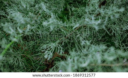 Similar – Thuja Natur Winter Pflanze