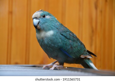 Blue Kakariki 