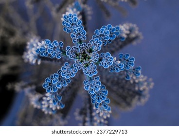 Blue kalanchoe blossfeldiana plant. kalanchoe flower 
