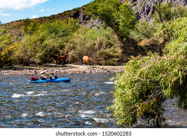 A Blue Kayak Floating Down The River With Wild Horses In The Trees Along The Rocky Shore Of The Arizona Salt River With Green Trees In The Foreground And Background