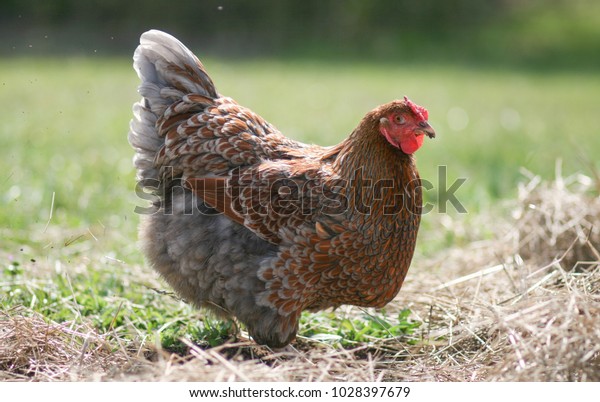 Blue Laced Red Wyandotte Stock Photo Edit Now 1028397679