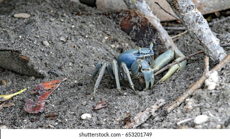 The Blue Land Crabs In South Florida Live In Burrows, And Eat Primarily Leaves And Other Vegetation.  Spawning Season Runs From June To November.