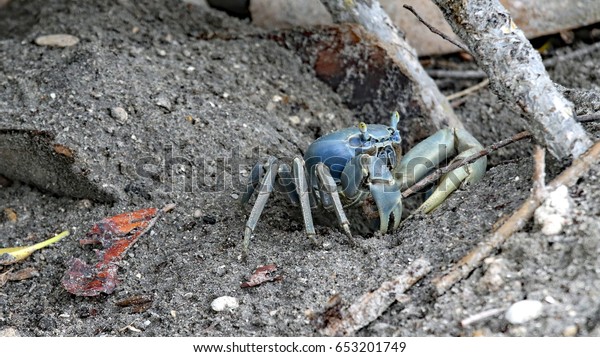 The blue land crabs in South Florida live in
burrows, and eat primarily leaves and other vegetation.  Spawning
season runs from June to
November.