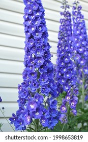 Blue larkspur (Delphinium) Royal Aspirations blooms in a garden in July 