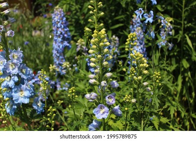 Blue Larkspur In The Garden