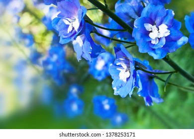 Blue Larkspur In The Garden Close Up