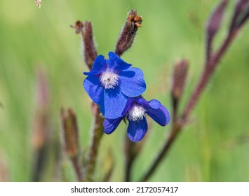 Blue Larkspur. Macro Photo . Close-up