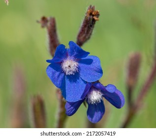 Blue Larkspur. Macro Photo . Close-up