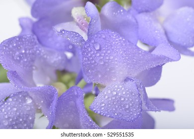 Blue Lathyrus with water drops isolated on white background