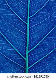 Blue leaf Ficus religiosa close-up background