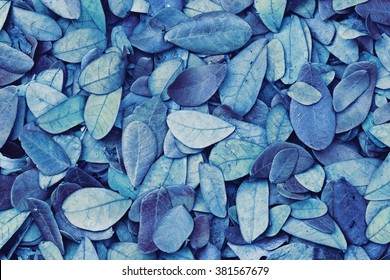 Blue leaf pattern /  Blue Leaf pattern / Texture background of backlight fresh blue Leaf./ Leaves falling on ground.
