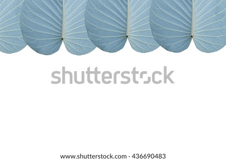 Blue leaf texture background