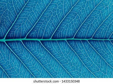 blue leaf texture ( bodhi leaf )