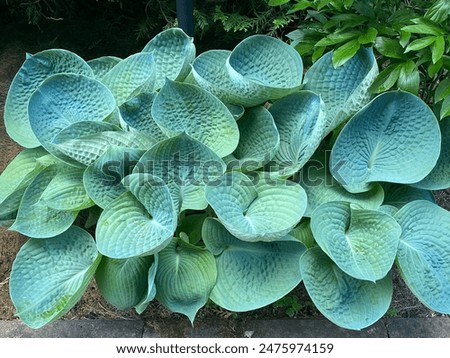Blue leafed hosta Big Daddy.