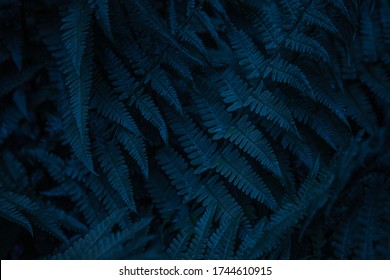 Blue leafy background. Fern. Abstraction, texture and pattern. Natural ornament. Deep dark blue.