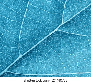 Blue Leave Texture