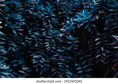 Blue leaves wall spring background