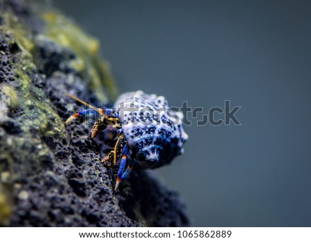 Blue leg hermit crab posing on algae covered volcanic rock in brackish aquarium